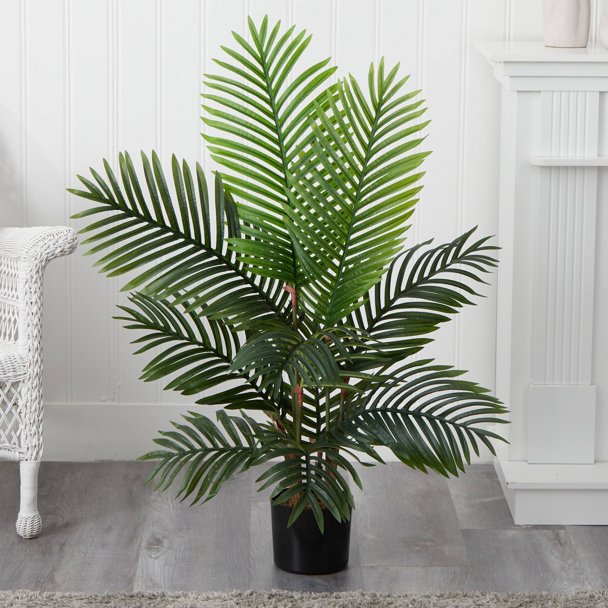 4ft. Potted Paradise Palm Tree